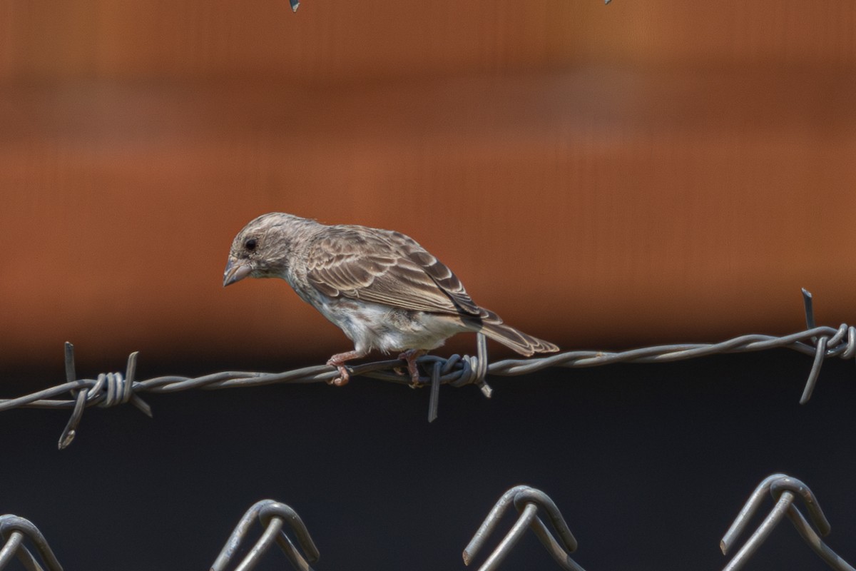 White-rumped Seedeater - ML622213219