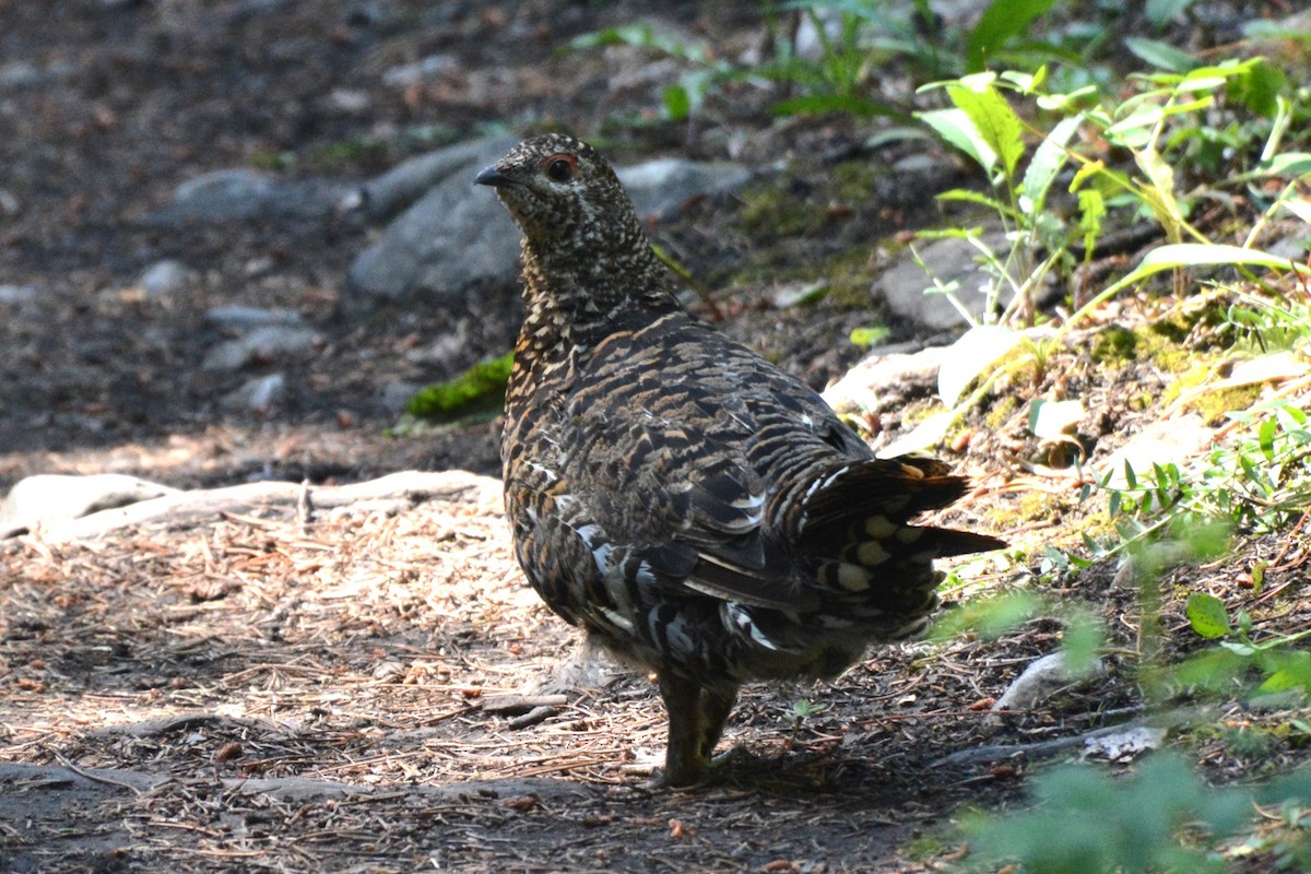 Tannenhuhn - ML622213236
