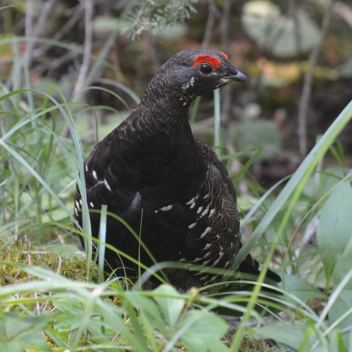 Tannenhuhn - ML622213237