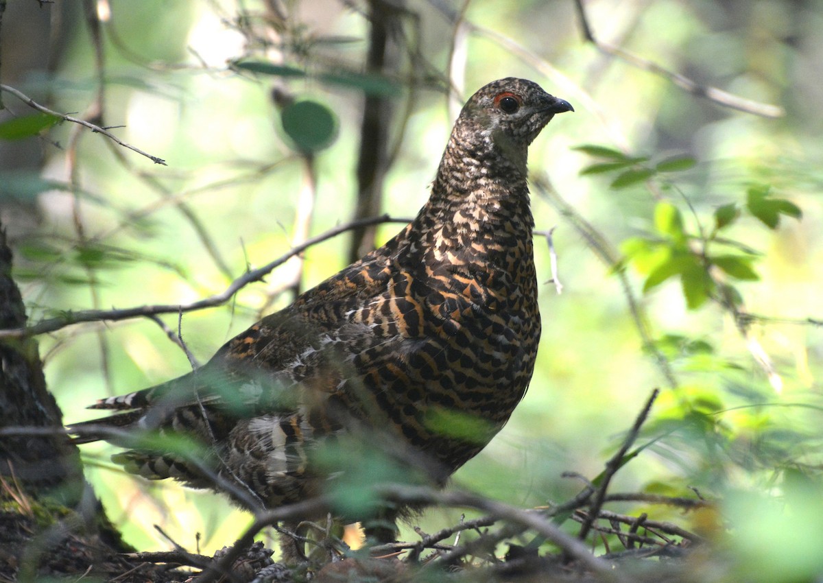 Tannenhuhn - ML622213238