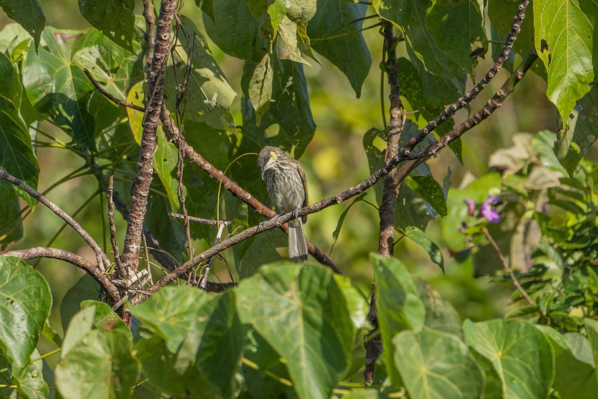 Streak-breasted Honeyeater - ML622213262