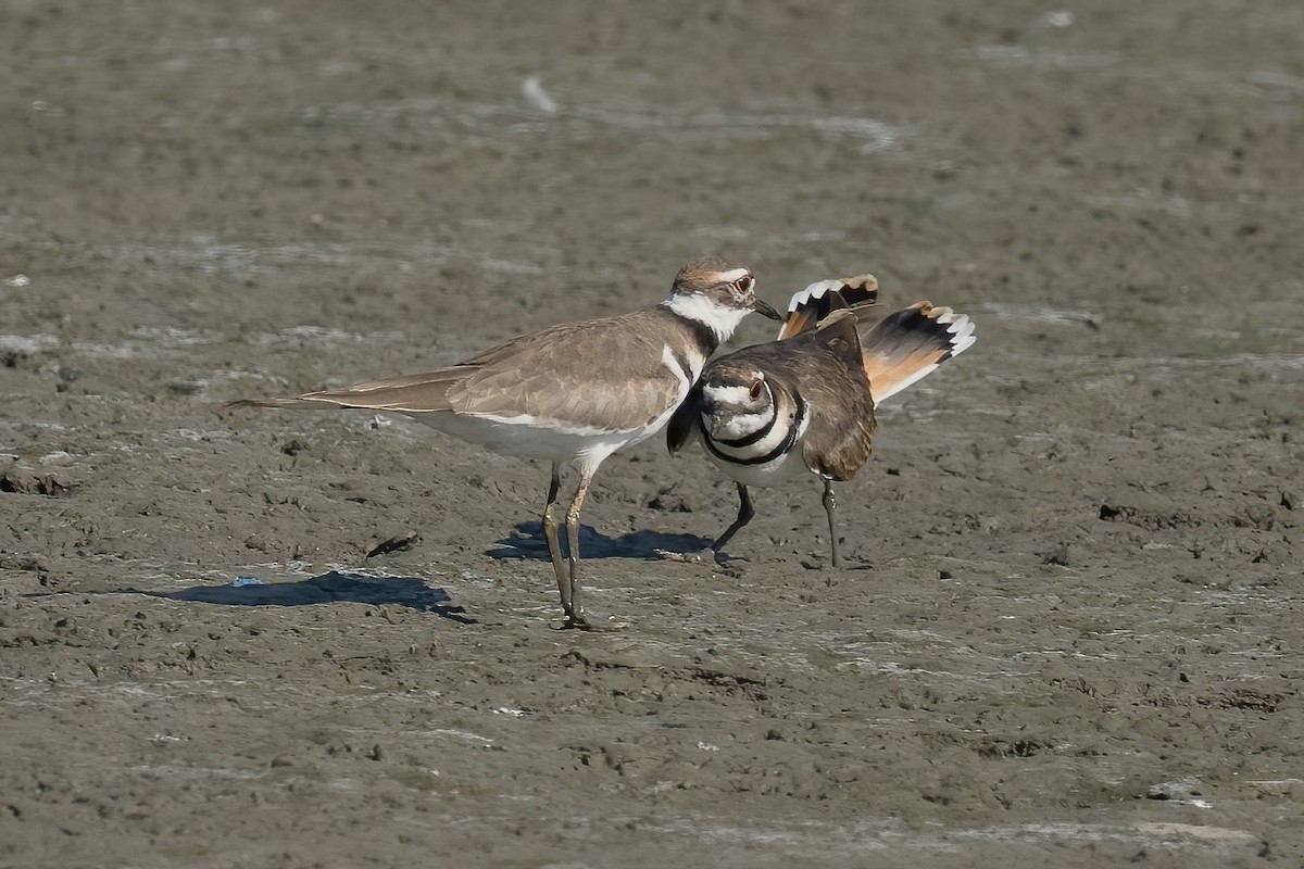 Killdeer - ML622213265