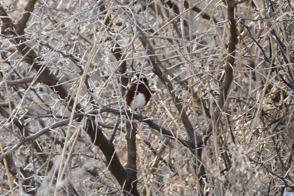 Black-and-chestnut Warbling Finch - ML622213311