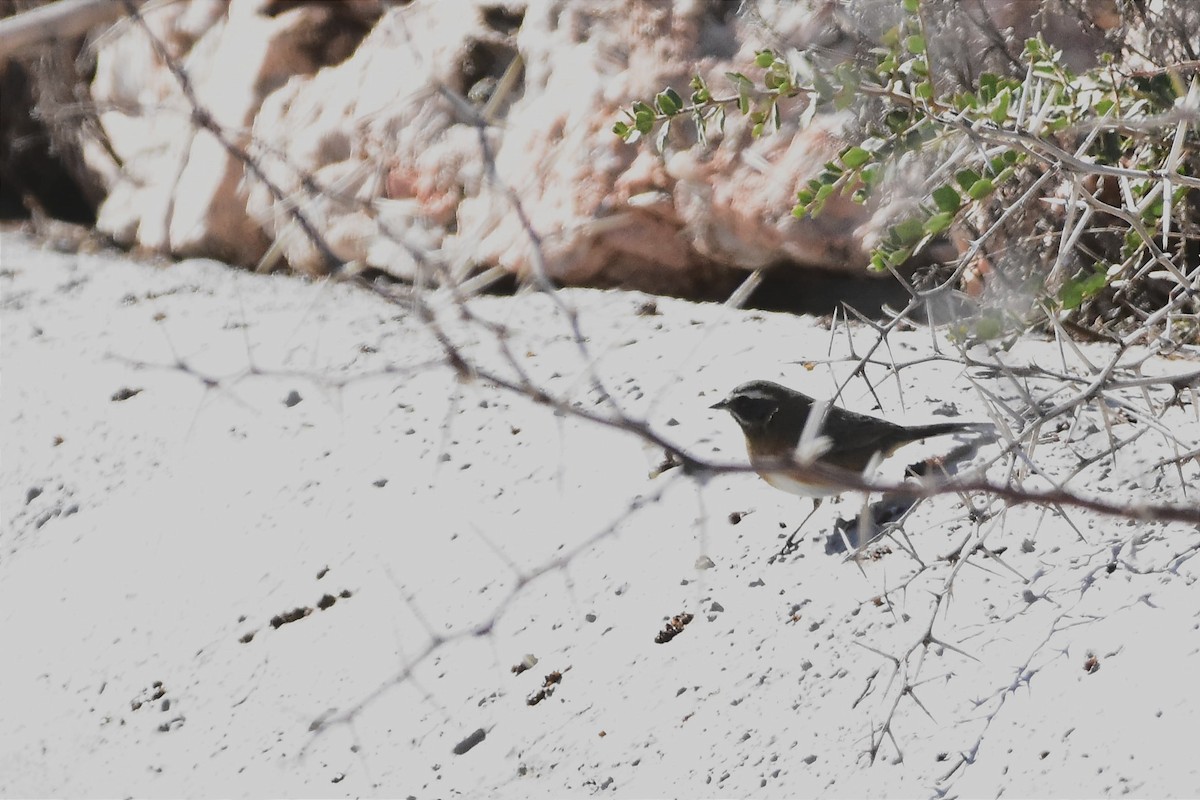 Black-and-chestnut Warbling Finch - ML622213312