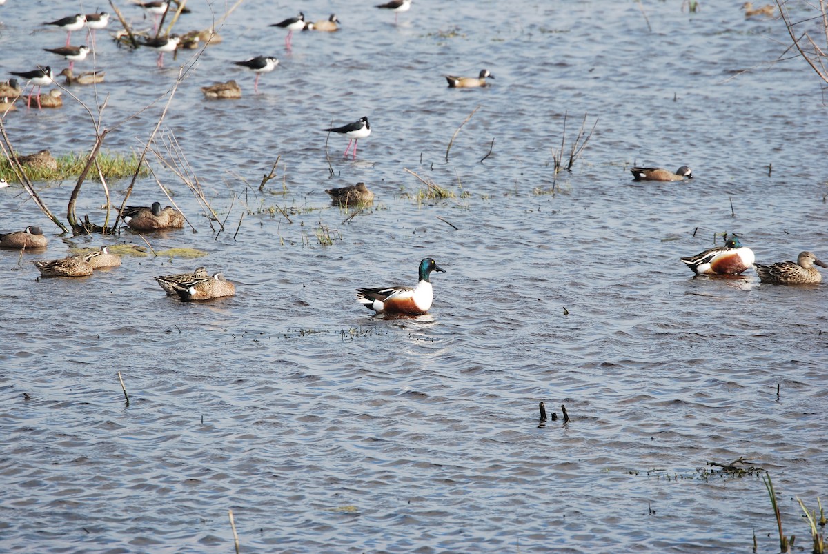 Northern Shoveler - ML622213406