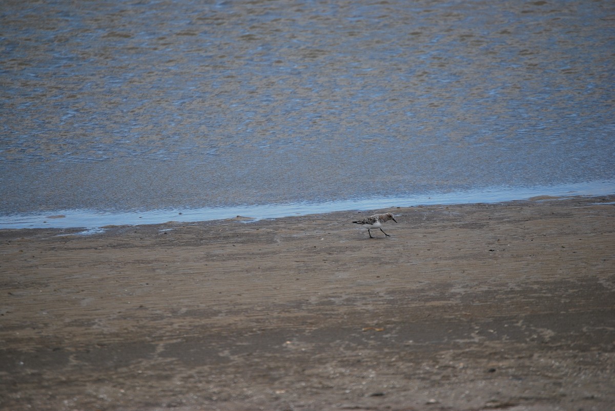 Bécasseau sanderling - ML622213436