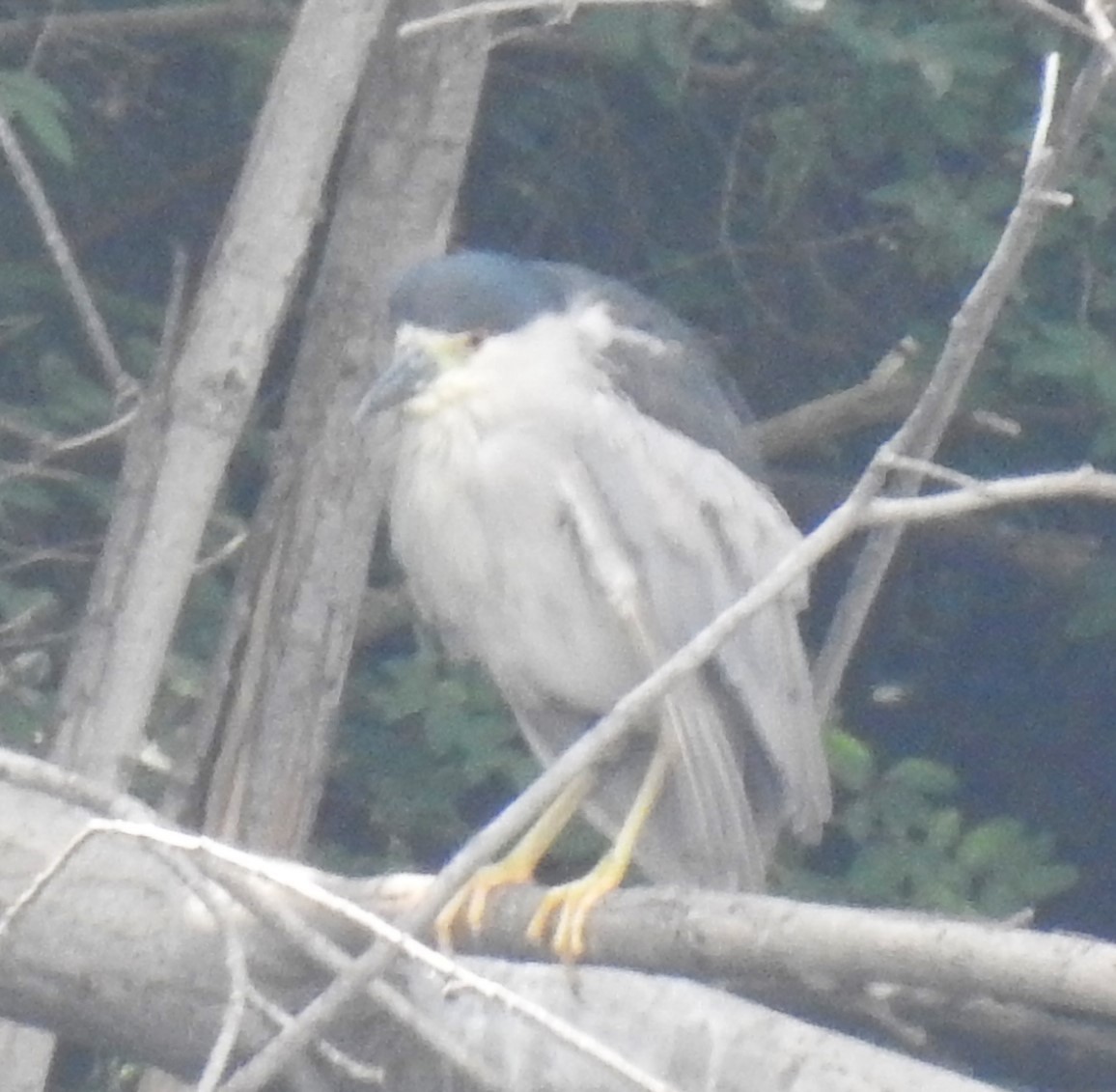 Black-crowned Night Heron - Lucio 'Luc' Fazio