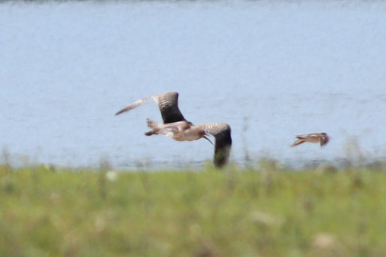 Eurasian Curlew - ML622213457