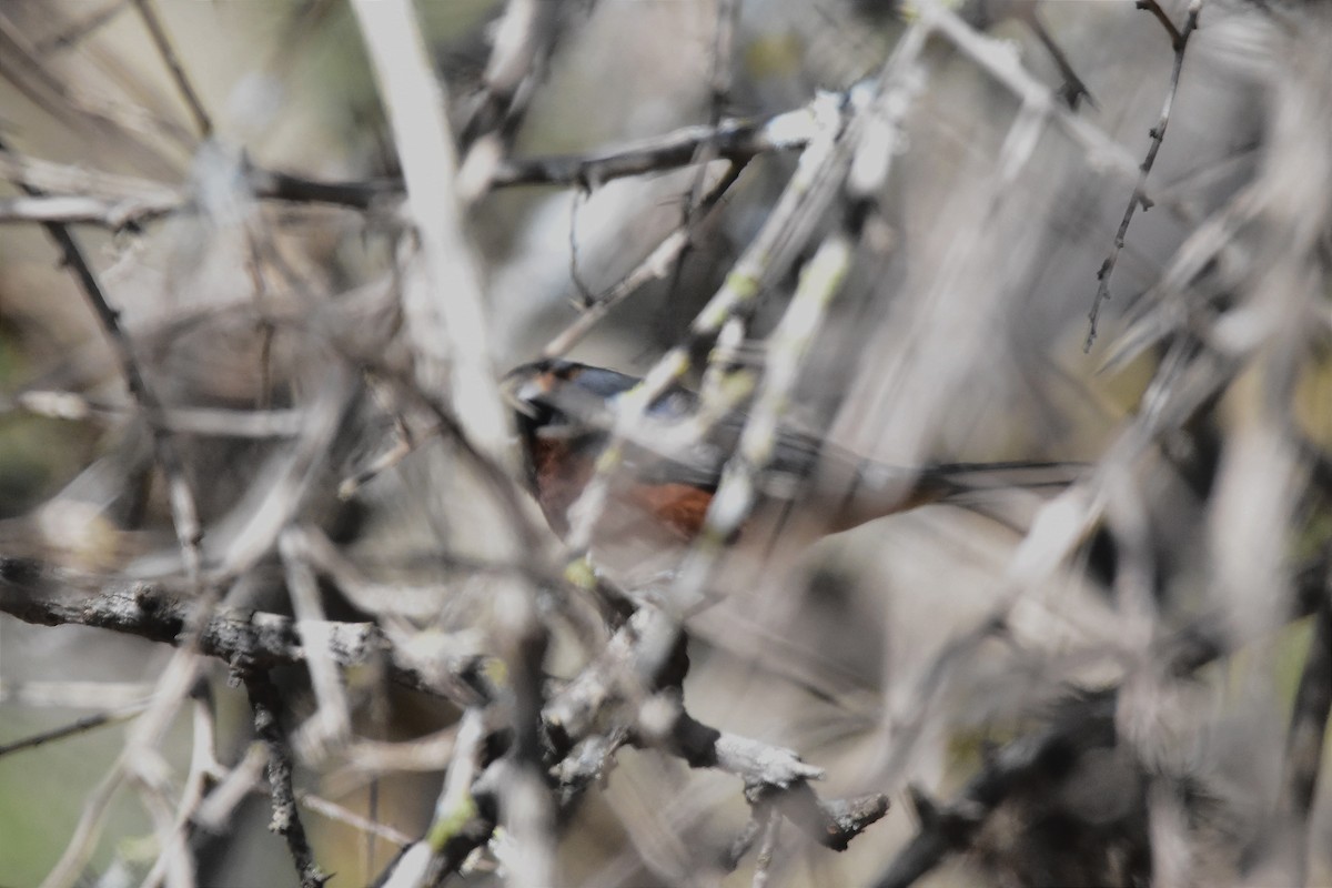 Black-and-chestnut Warbling Finch - ML622213511