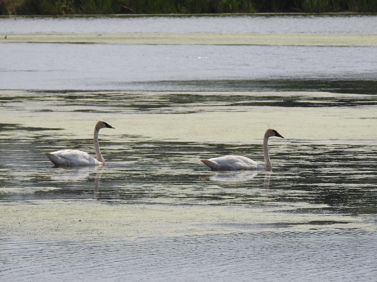 Trumpeter Swan - ML622213658