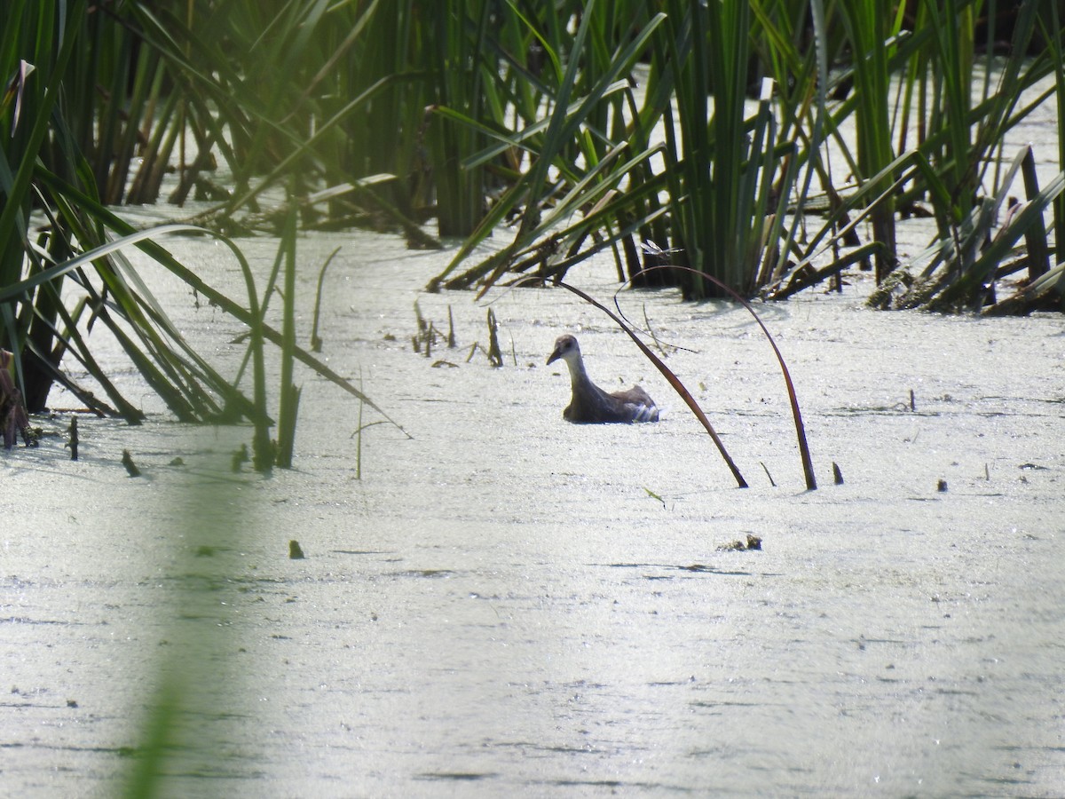 American Coot - ML622213705