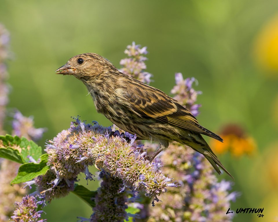 Pine Siskin - ML622213708