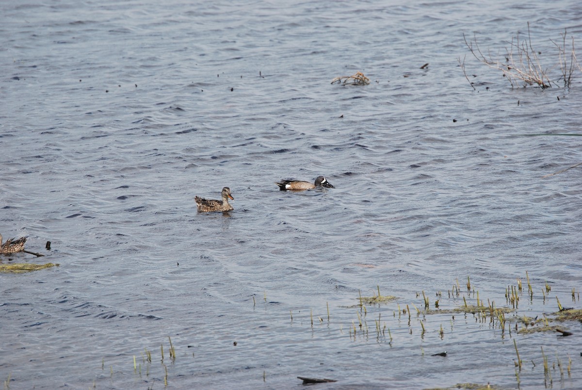 Blue-winged Teal - ML622213797