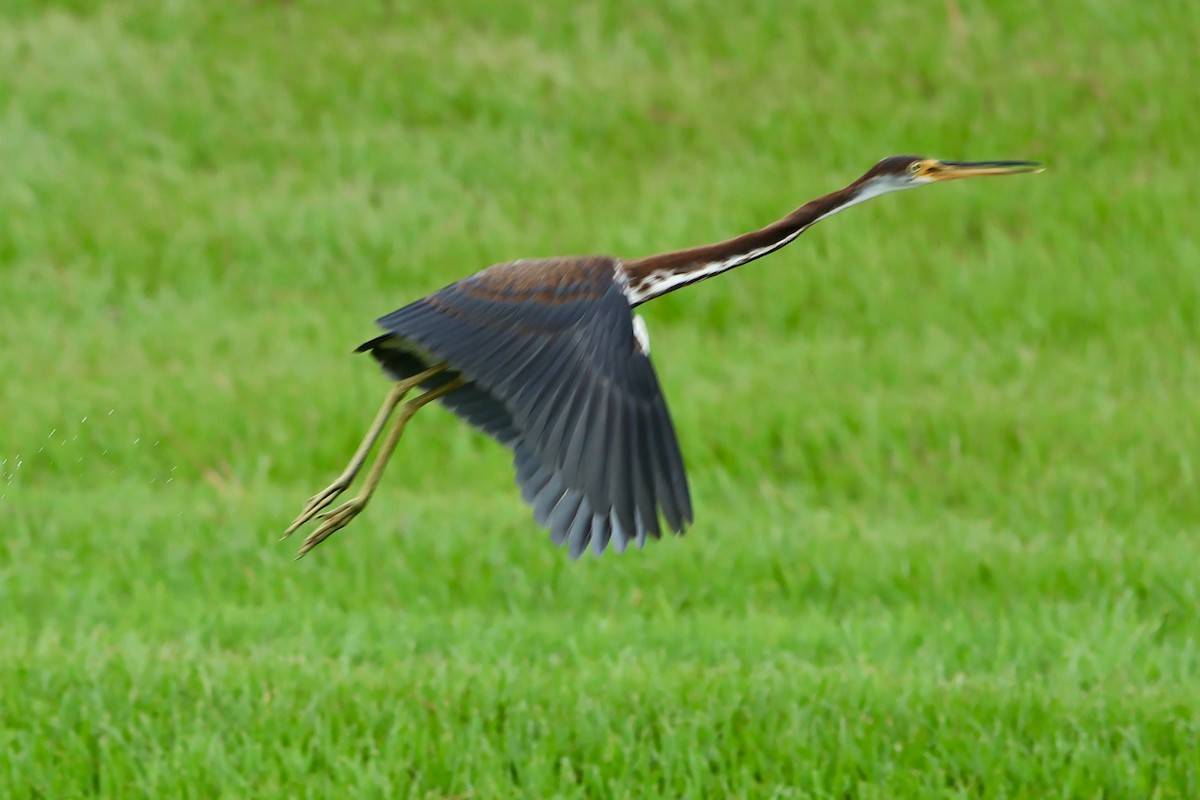 Tricolored Heron - Audrey Appleberry