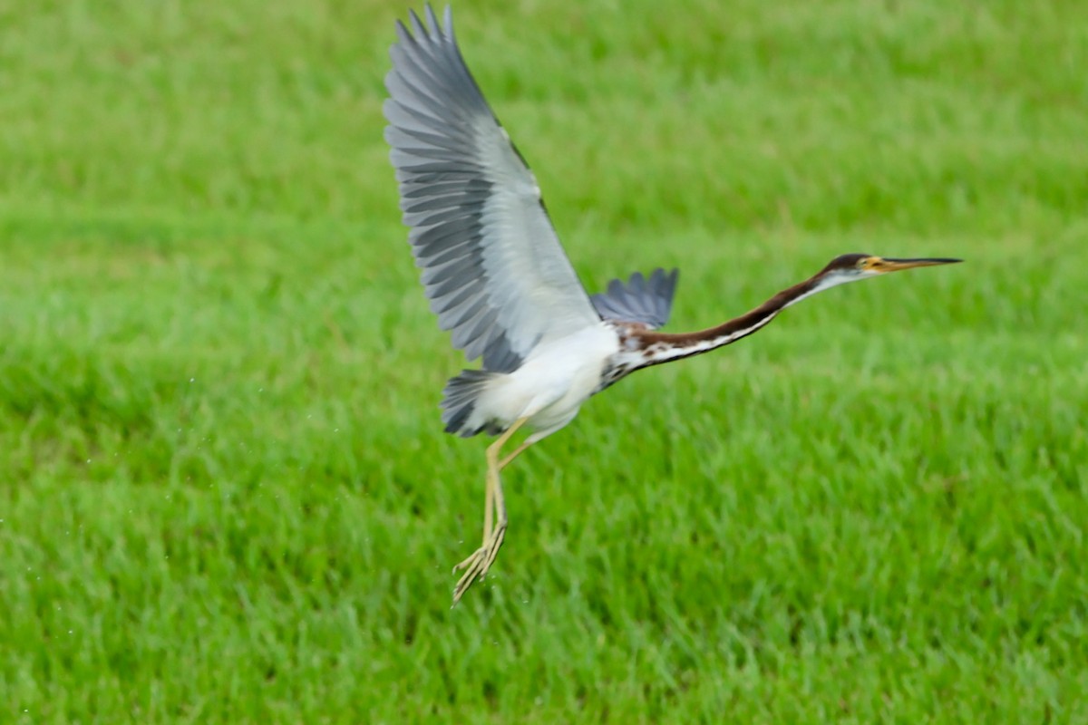 Tricolored Heron - ML622213866