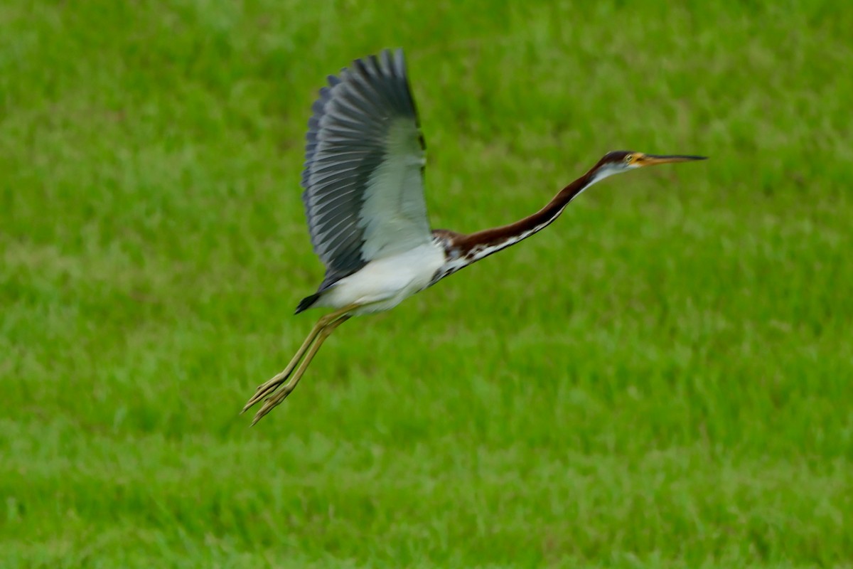 Tricolored Heron - ML622213867