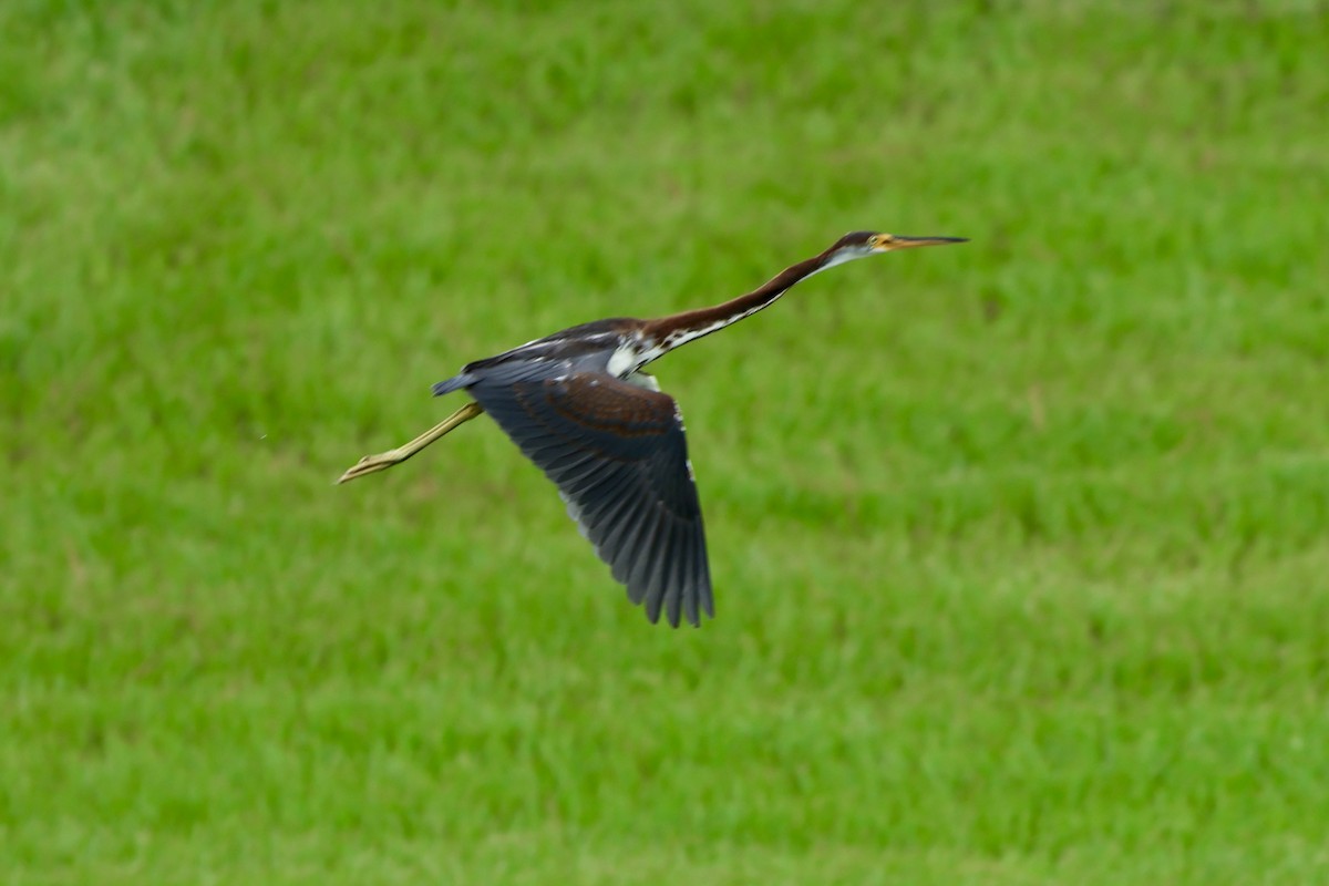 Tricolored Heron - ML622213868