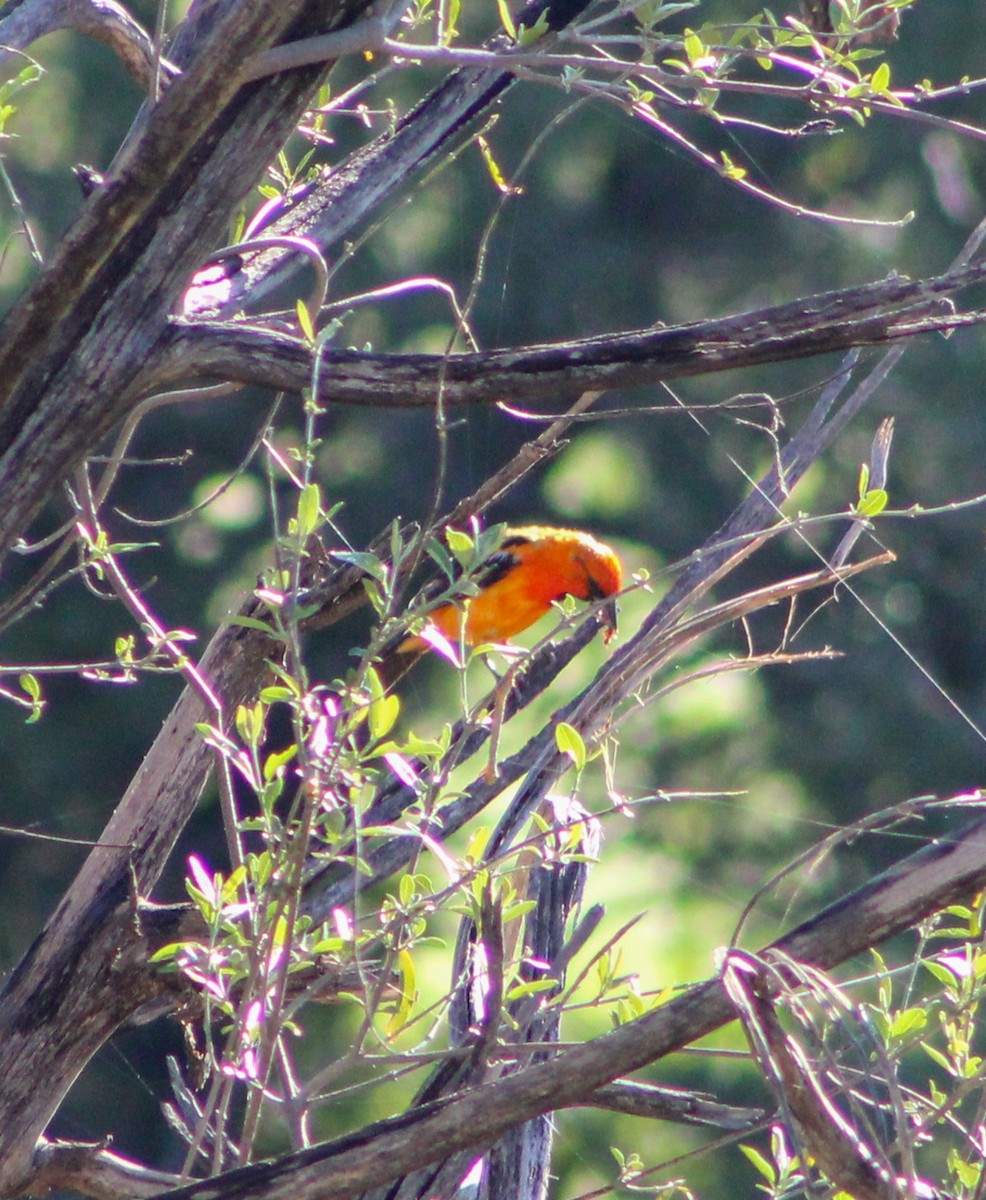 Streak-backed Oriole (West Mexican) - ML622213909