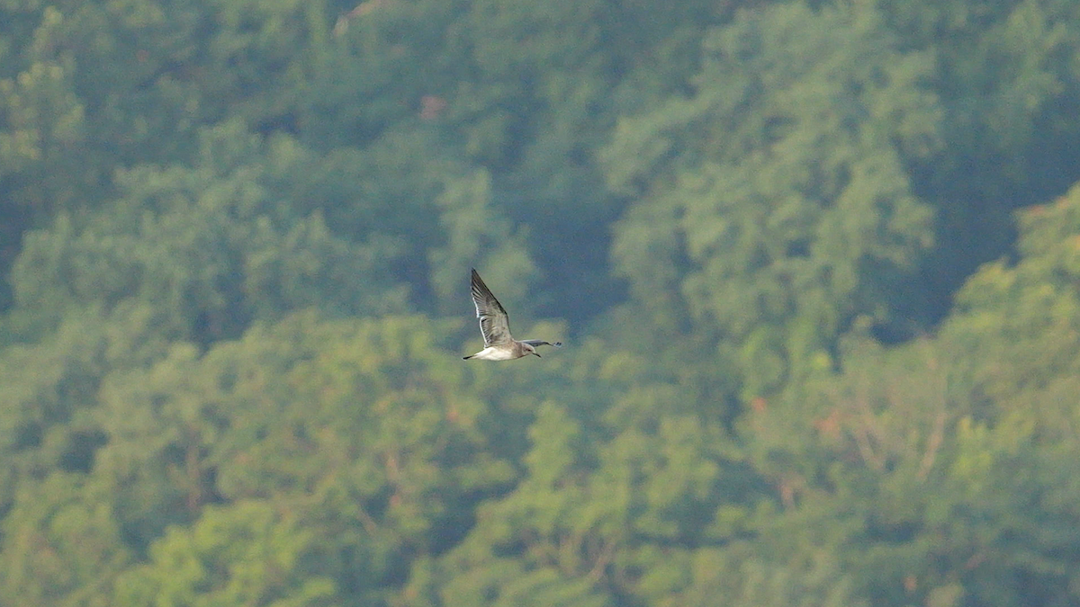 Laughing Gull - ML622213913