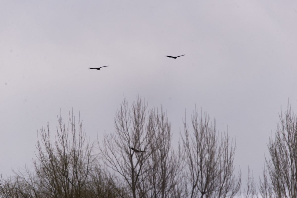 Black Vulture - ML622214049