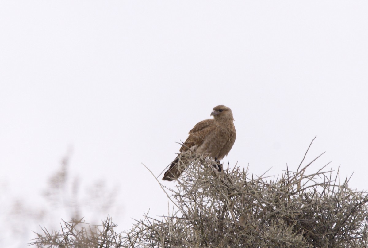 Caracara chimango - ML622214056