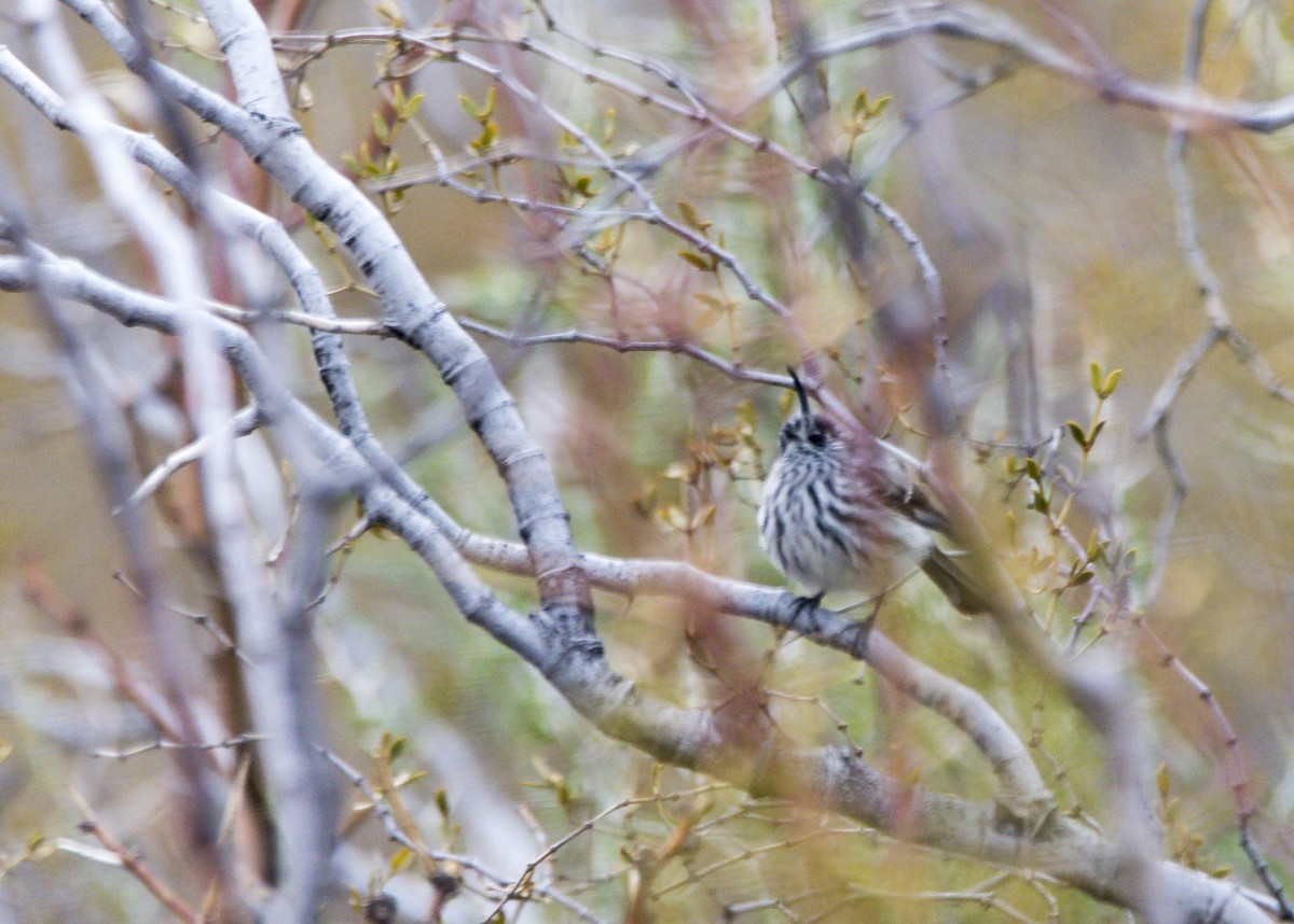 Taurillon mésange - ML622214066