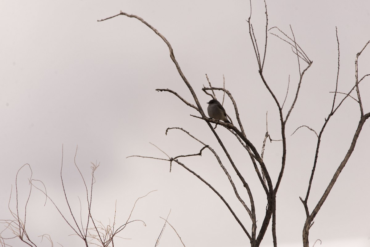 Sooty Tyrannulet - ML622214090