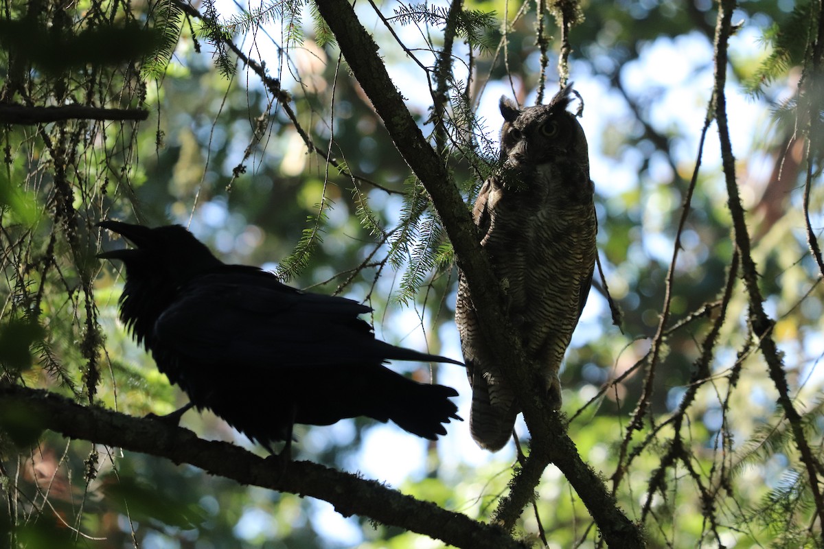 Great Horned Owl - ML622214179