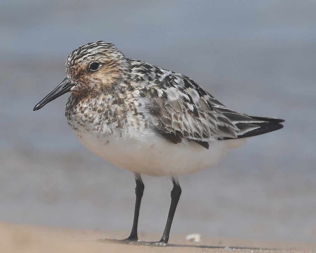 Bécasseau sanderling - ML622214209