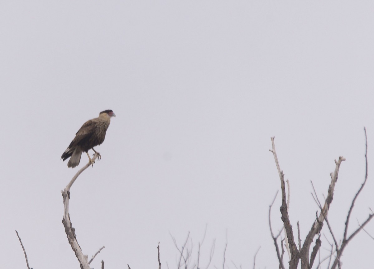 Crested Caracara - ML622214288