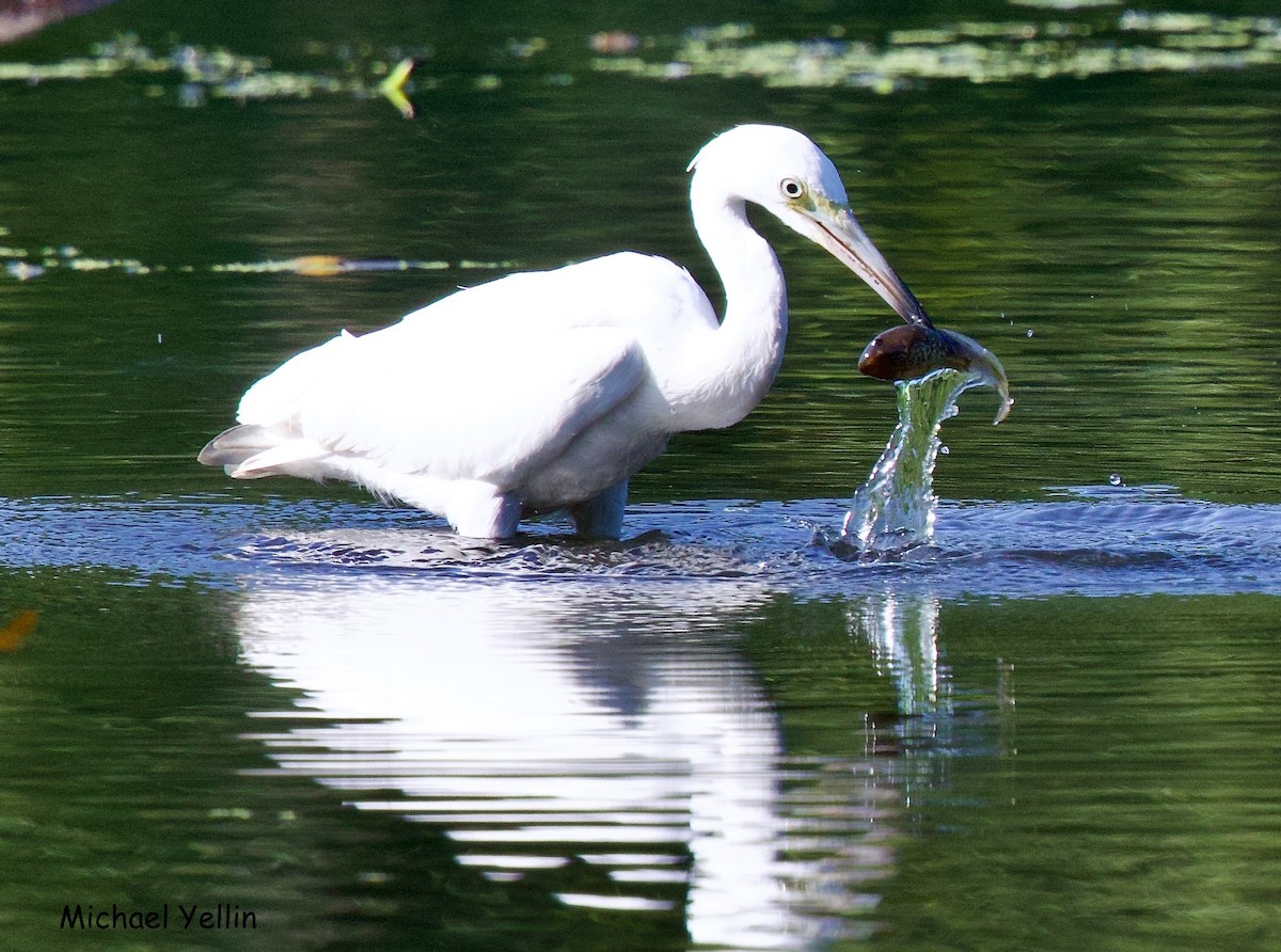 Little Blue Heron - ML622214319