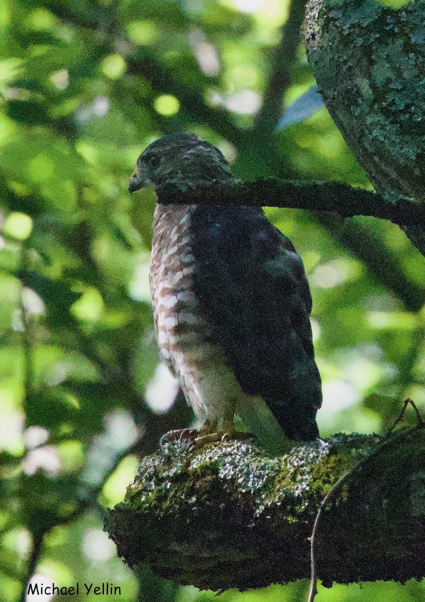 Broad-winged Hawk - Michael Yellin