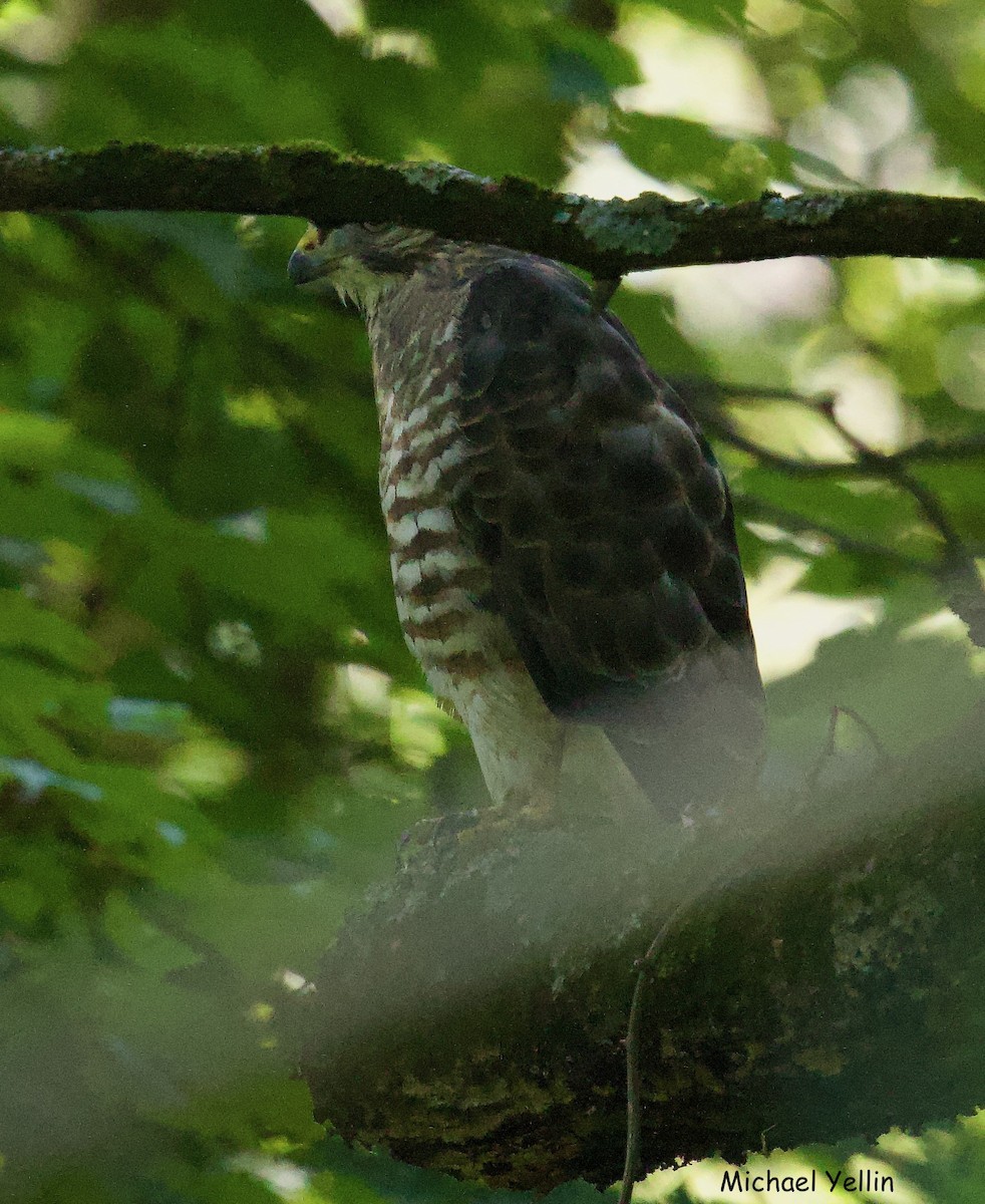 Broad-winged Hawk - ML622214333