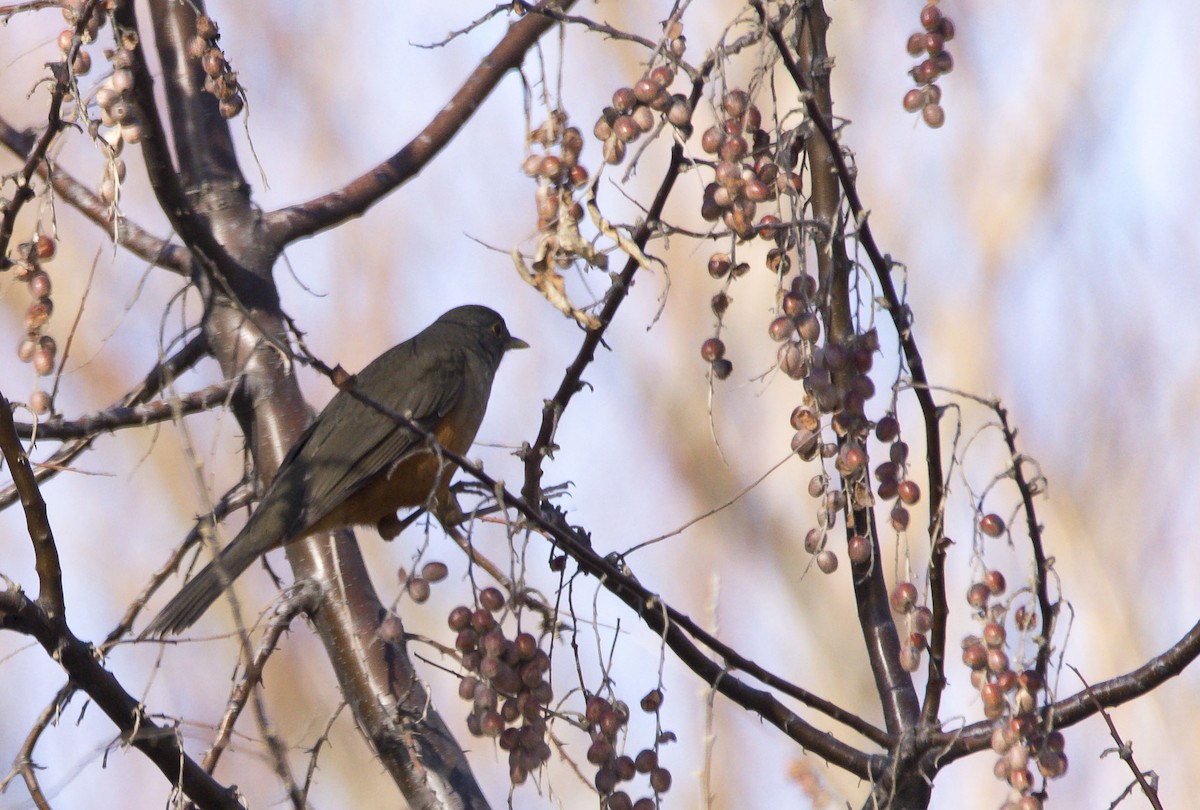 Rufous-bellied Thrush - ML622214344