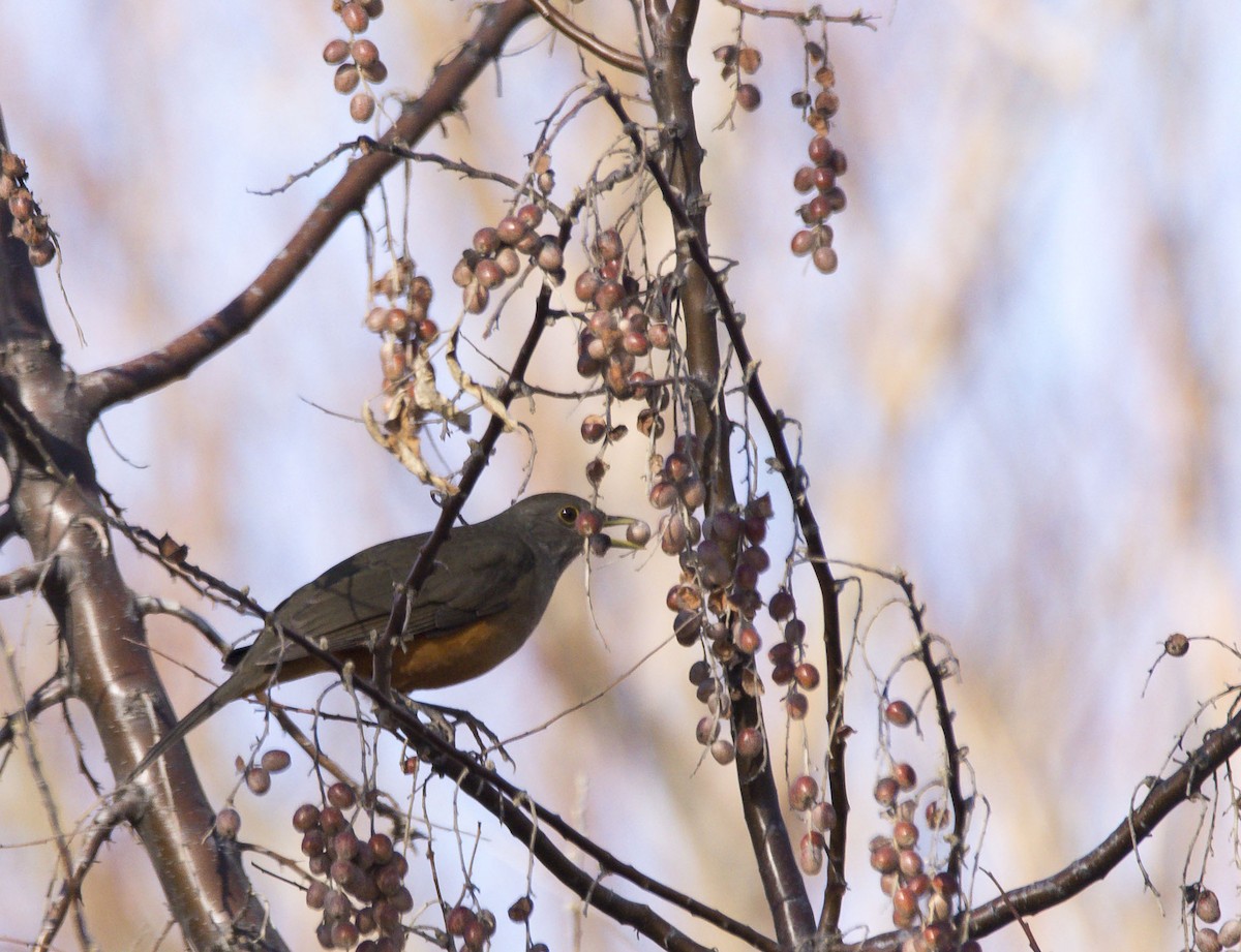 Rufous-bellied Thrush - ML622214345