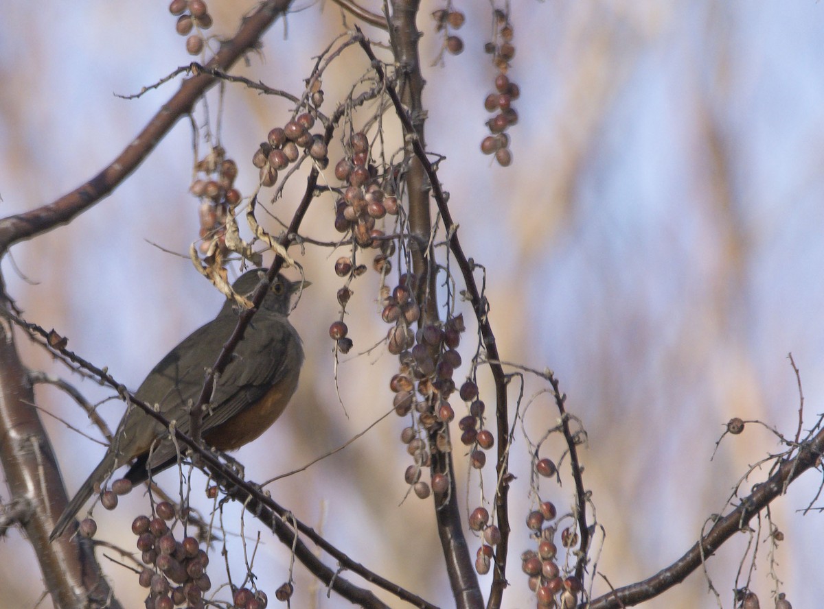 Rufous-bellied Thrush - Williams Daniel Nuñez