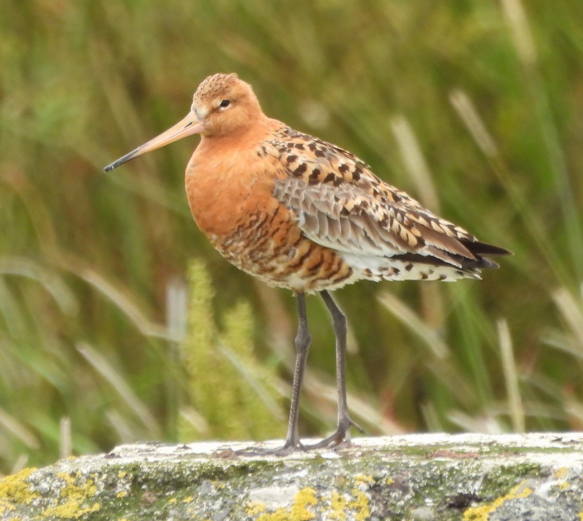 Black-tailed Godwit - ML622214368