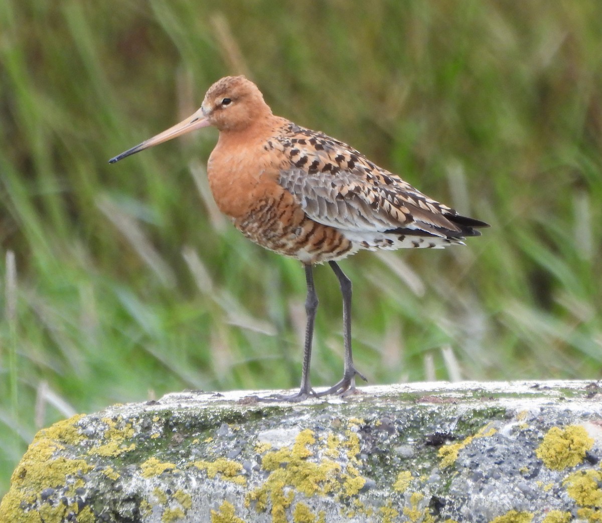 Black-tailed Godwit - ML622214372