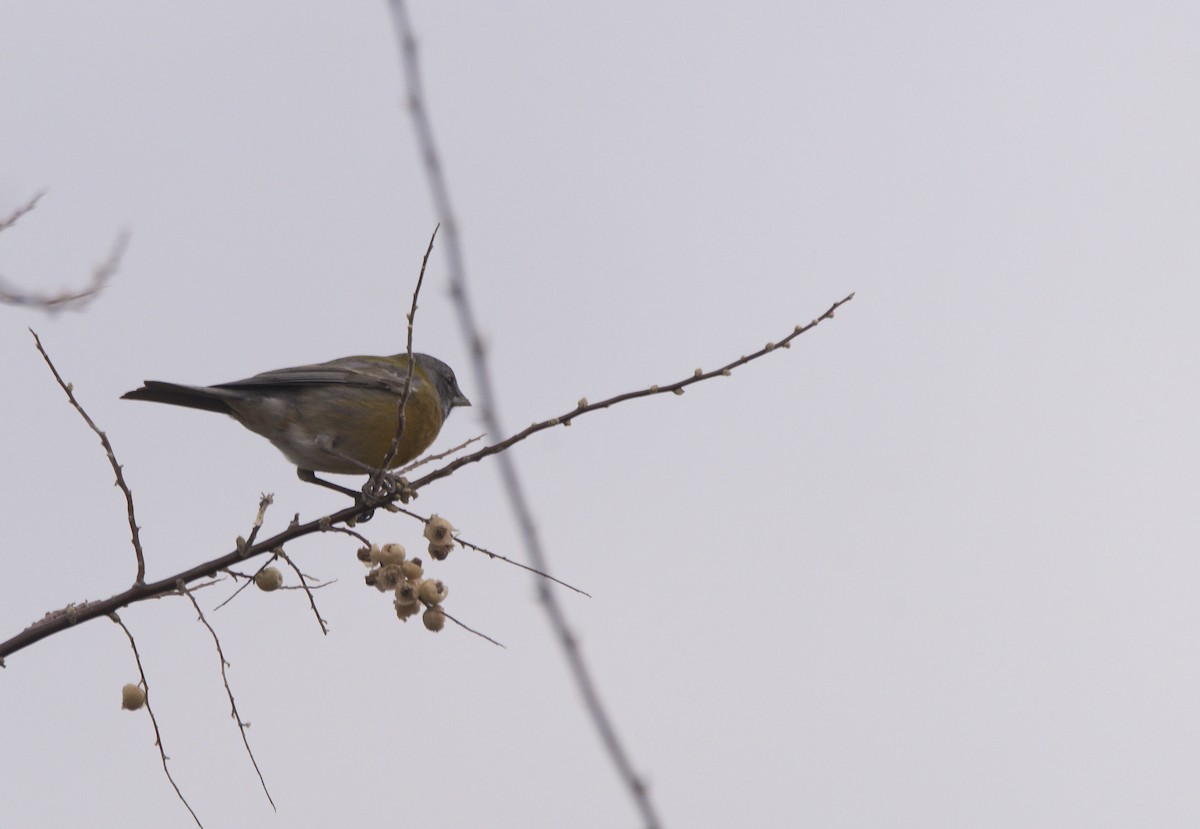 Gray-hooded Sierra Finch - ML622214379