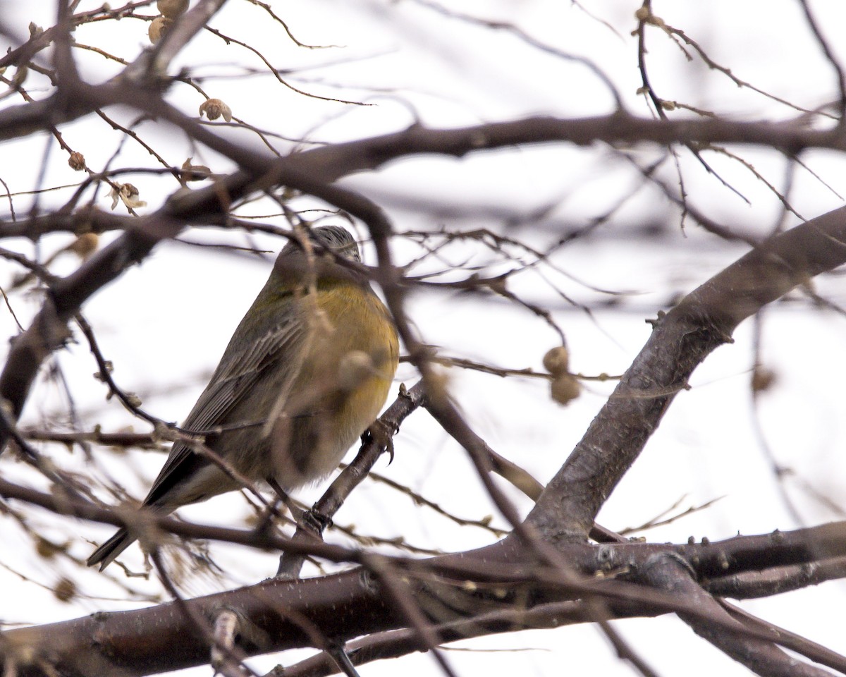 Gray-hooded Sierra Finch - ML622214380