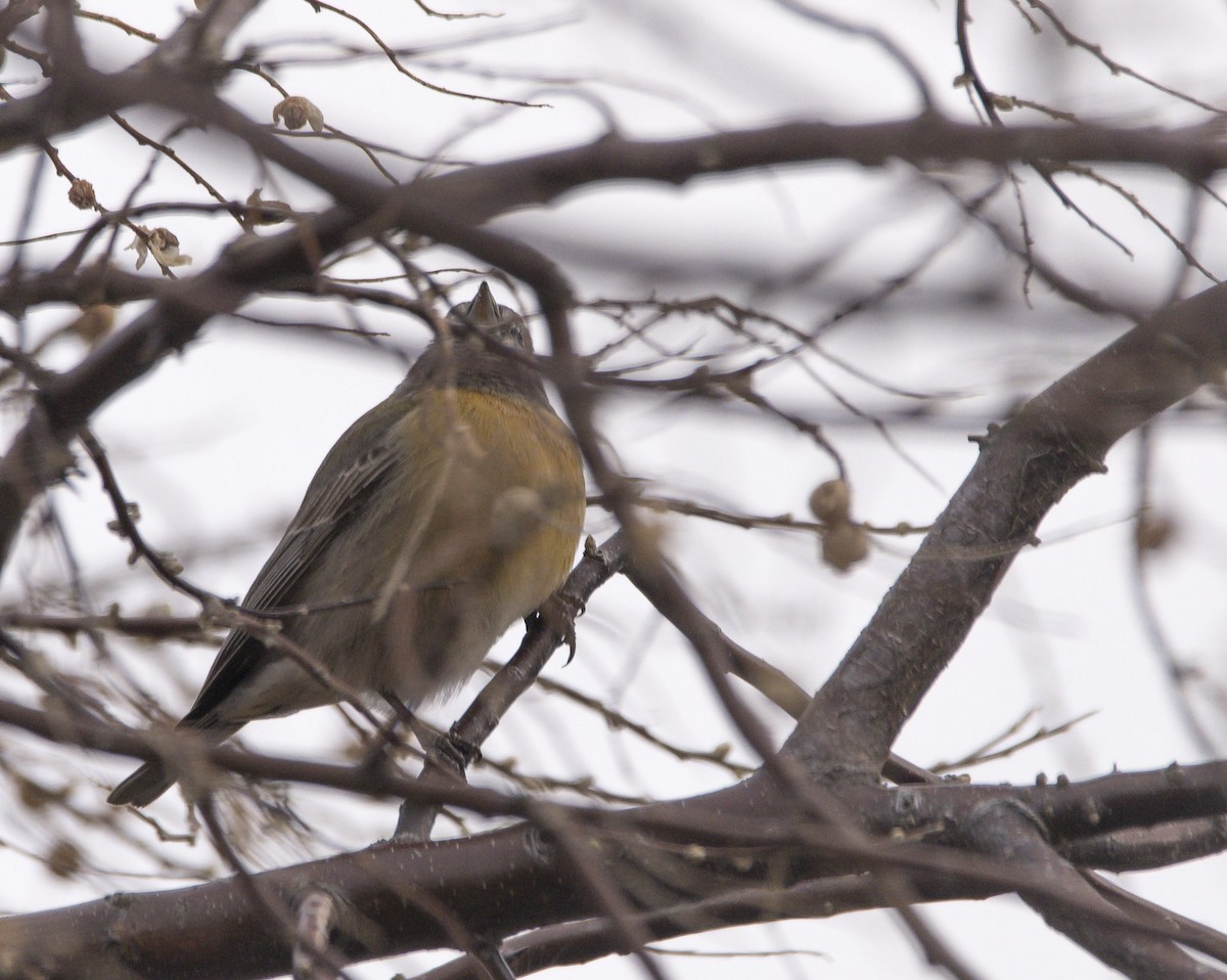 Gray-hooded Sierra Finch - ML622214381