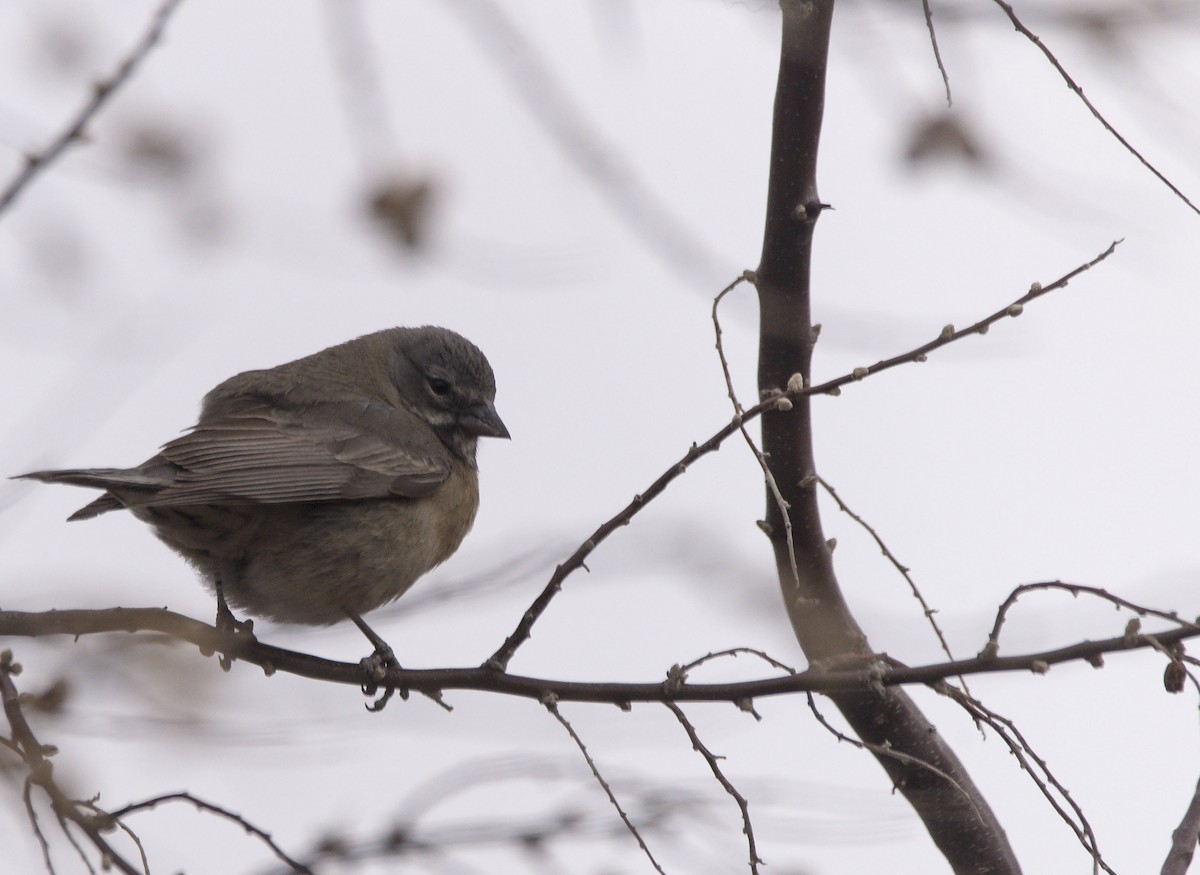 Gray-hooded Sierra Finch - ML622214382