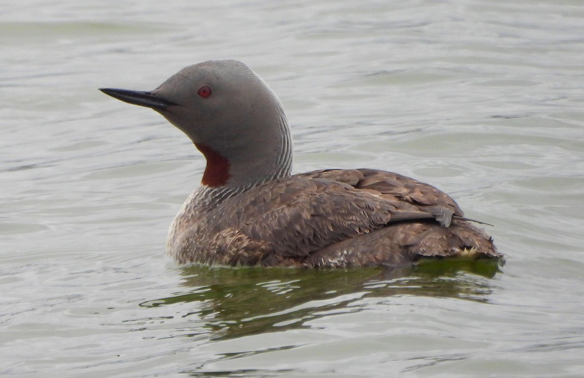 Red-throated Loon - ML622214402