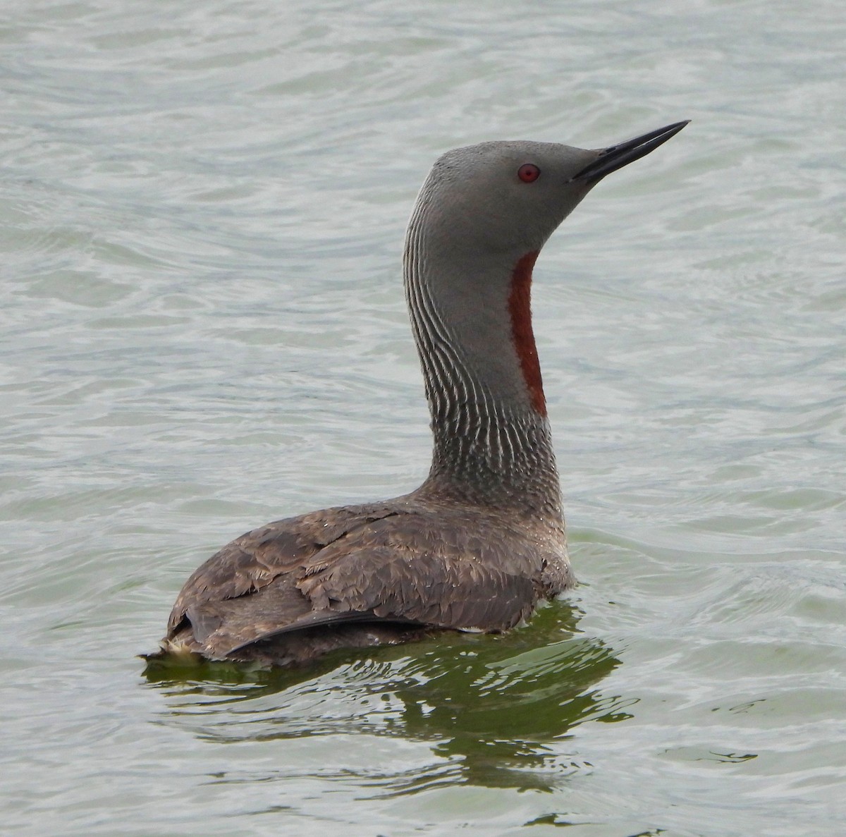 Red-throated Loon - ML622214404