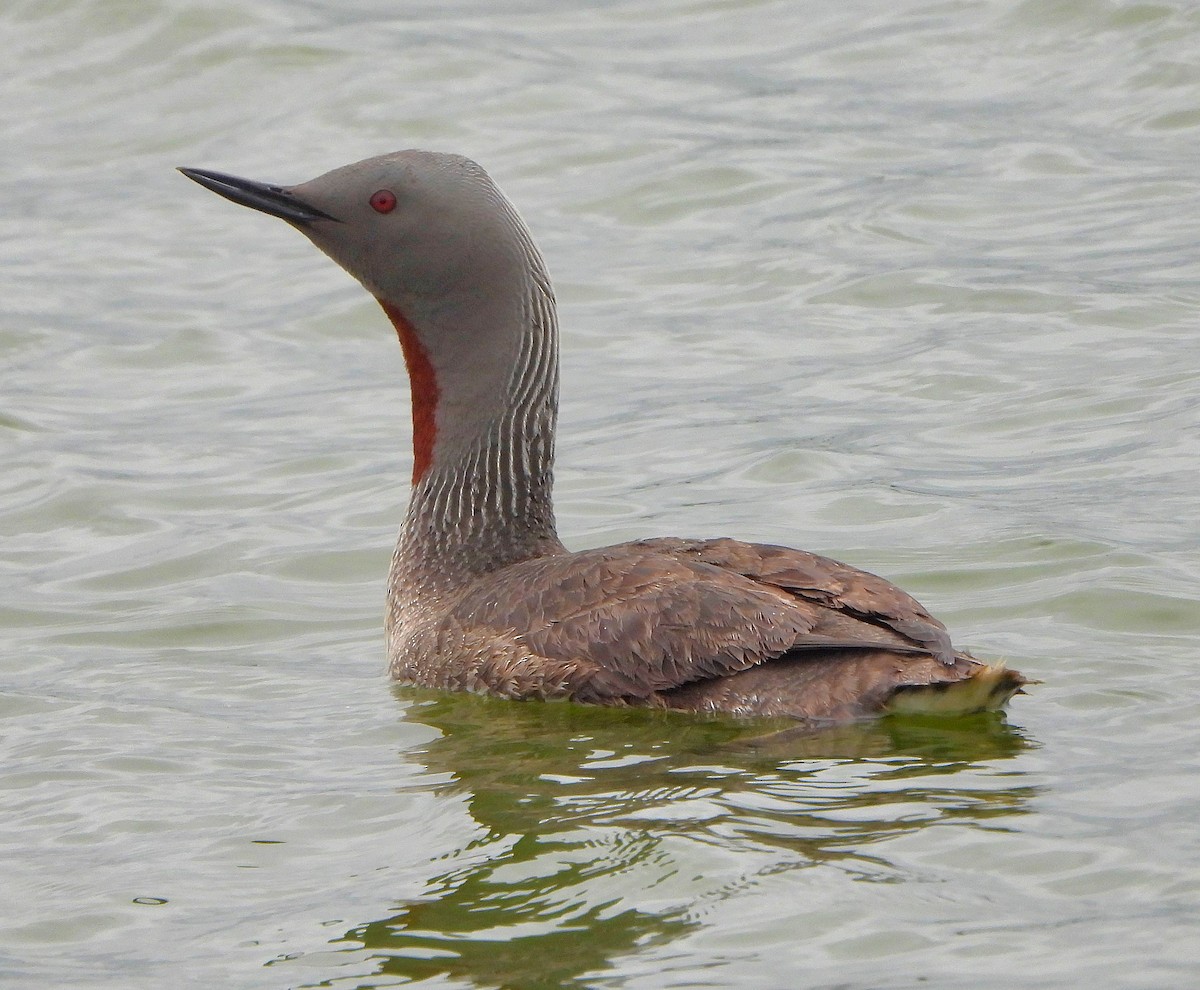 Red-throated Loon - ML622214409