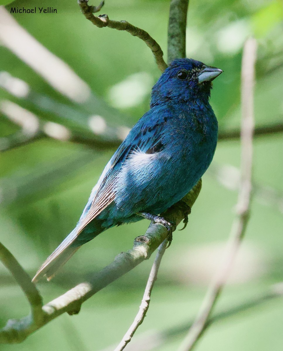 Indigo Bunting - Michael Yellin