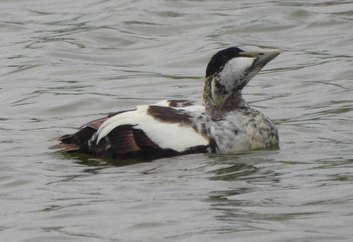 Common Eider - Steven C