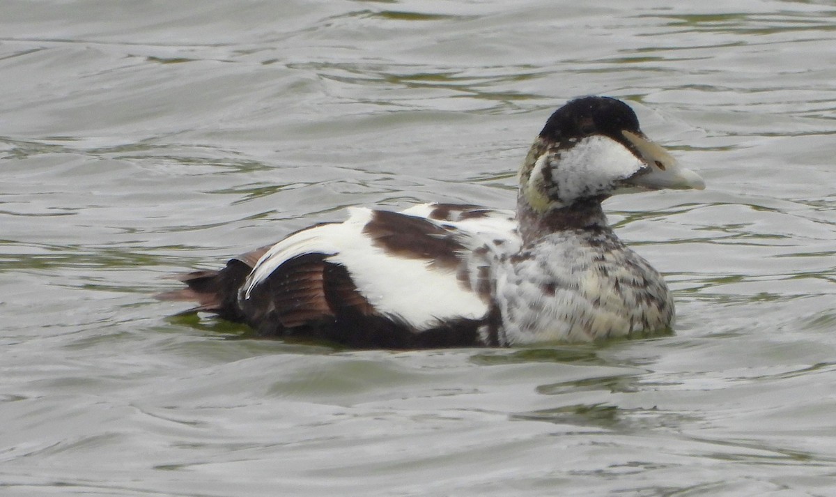 Common Eider - ML622214431