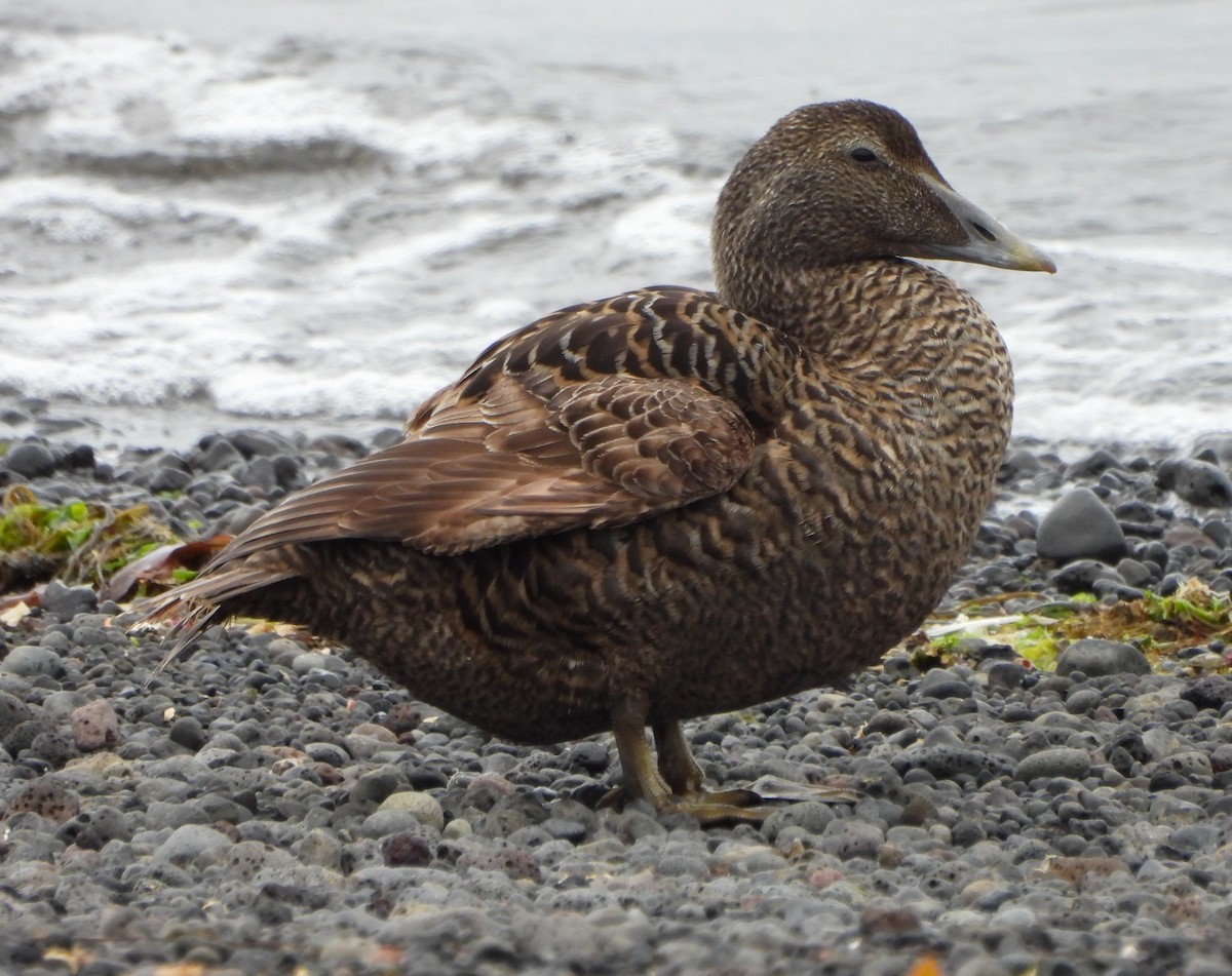 Common Eider - ML622214432