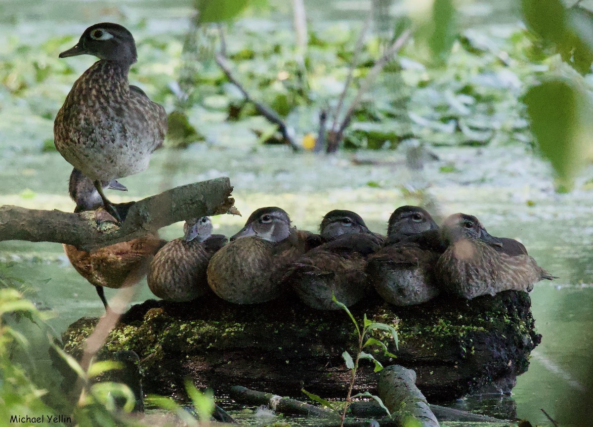 Wood Duck - ML622214437